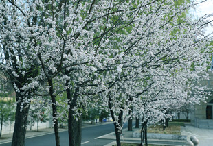 春日繁花盛开的林荫道