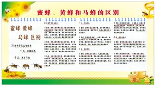 蜜蜂 黄蜂和马蜂的区别