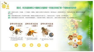 蜜蜂科普海报