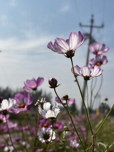 田野中的美丽波斯菊