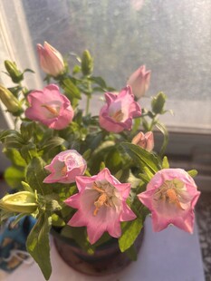 窗边绽放的粉色风铃花