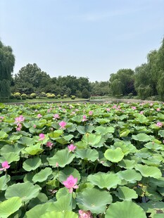 夏日荷塘荷花荷叶美景