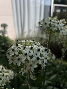 虎眼万年青