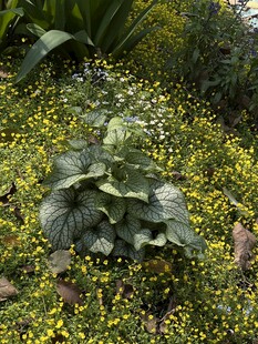 牛舌草