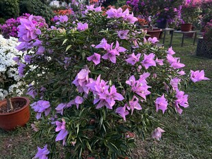叶子花