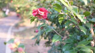 山茶花