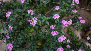 长春花