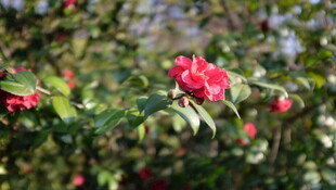 山茶花