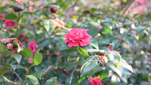 山茶花