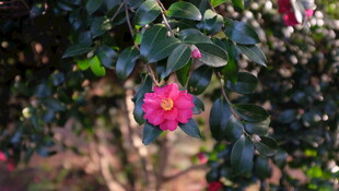 山茶花