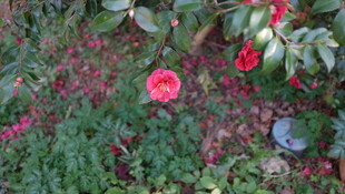山茶花