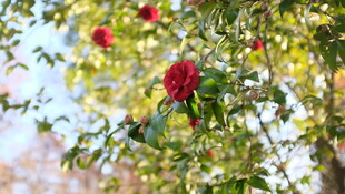 山茶花