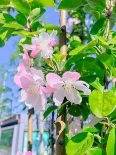 海棠花