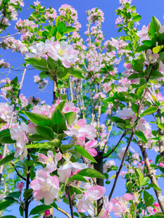 海棠花