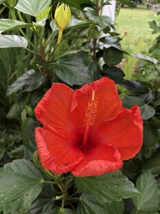 朱槿花