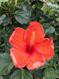 朱槿花