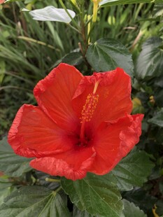 朱槿花