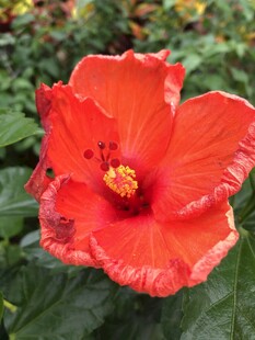 朱槿花