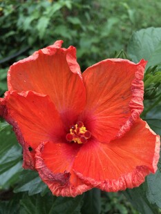 朱槿花