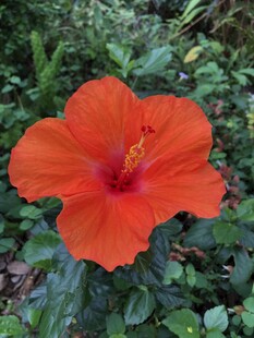 朱槿花