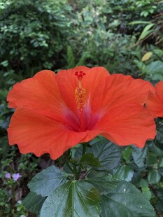 朱槿花