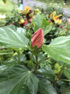 朱槿花 