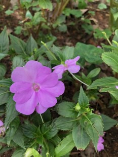 凤仙花