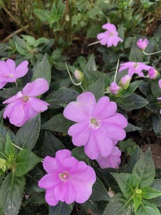 凤仙花