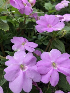 凤仙花