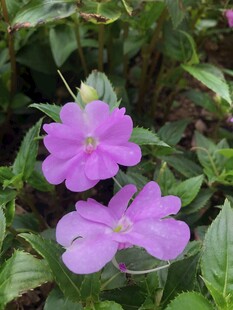 凤仙花