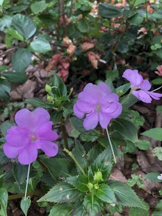 凤仙花
