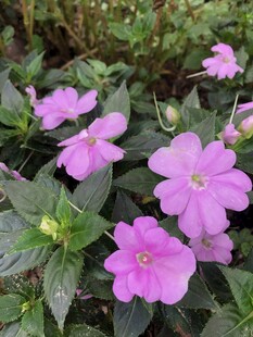 凤仙花