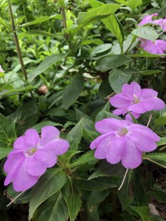 凤仙花
