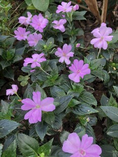 凤仙花