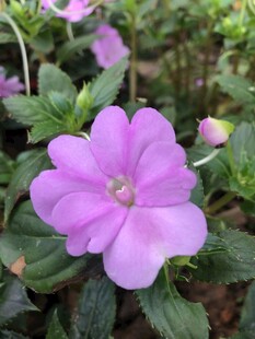 凤仙花