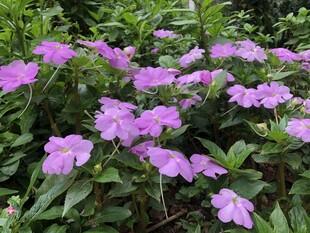 凤仙花