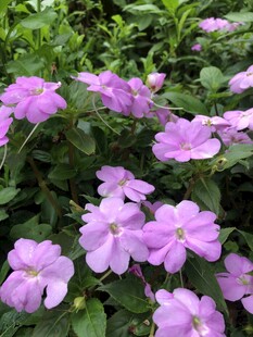 凤仙花