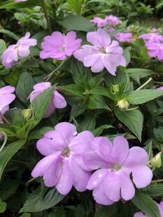 凤仙花