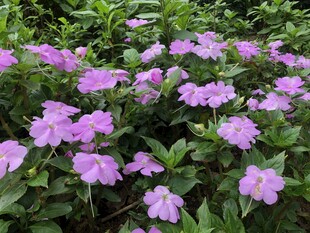 凤仙花