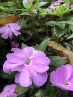 凤仙花