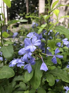 蓝花丹
