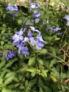 蓝花丹