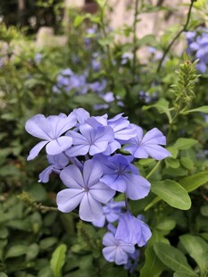 蓝花丹