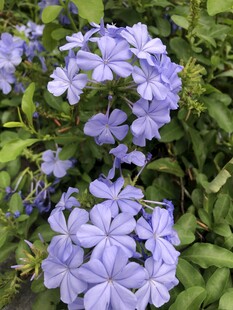 蓝花丹
