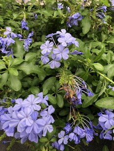 蓝花丹