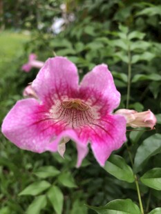 凌霄花