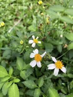 鬼针草