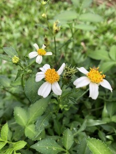 鬼针草