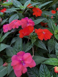 凤仙花