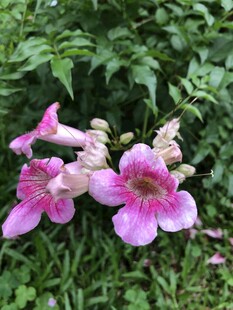 凌霄花